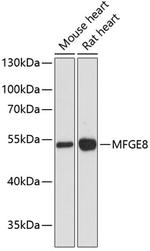 MFGE8 Antibody in Western Blot (WB)