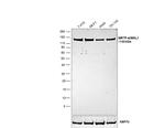 MKL1 Antibody in Western Blot (WB)