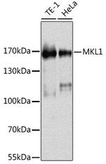 MKL1 Antibody in Western Blot (WB)