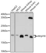 MRPL18 Antibody in Western Blot (WB)