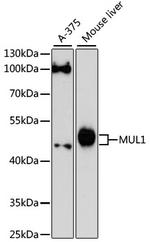 MUL1 Antibody in Western Blot (WB)