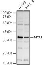 L-Myc Antibody in Western Blot (WB)