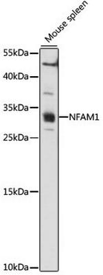 NFAM1 Antibody in Western Blot (WB)