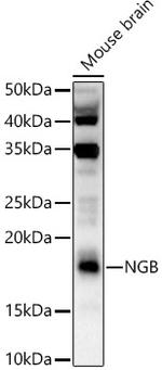 NGB Antibody in Western Blot (WB)