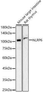 NLRP6 Antibody in Western Blot (WB)