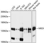 NRD1 Antibody in Western Blot (WB)