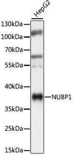 NUBP1 Antibody in Western Blot (WB)