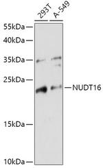 NUDT16 Antibody in Western Blot (WB)