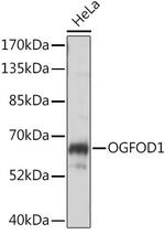 OGFOD1 Antibody in Western Blot (WB)