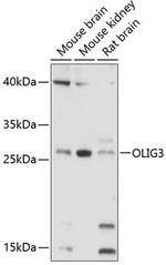 OLIG3 Antibody in Western Blot (WB)