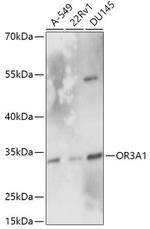 OR3A1 Antibody in Western Blot (WB)