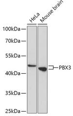 PBX3 Antibody in Western Blot (WB)