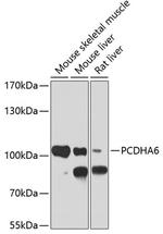 PCDHA6 Antibody in Western Blot (WB)