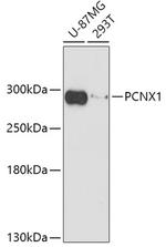 PCNX Antibody in Western Blot (WB)