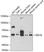 PDE1B Antibody in Western Blot (WB)