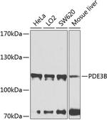 PDE3B Antibody in Western Blot (WB)