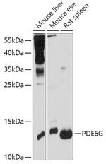 PDE6G Antibody in Western Blot (WB)