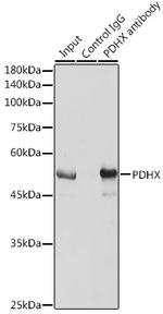 PDHX Antibody in Immunoprecipitation (IP)