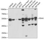 PDHX Antibody in Western Blot (WB)