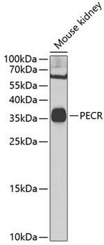 PECR Antibody in Western Blot (WB)