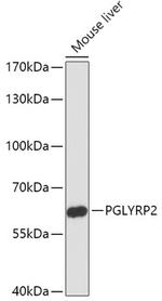 PGRP-L Antibody in Western Blot (WB)