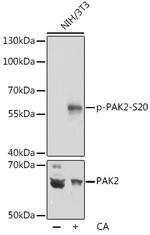 Phospho-PAK2 (Ser20) Antibody in Western Blot (WB)