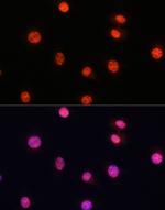 Phospho-SMAD2/SMAD3 (Ser465, Ser467, Ser423, Ser425) Antibody in Immunocytochemistry (ICC/IF)