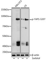 Phospho-YAP1 (Ser397) Antibody in Western Blot (WB)