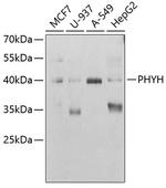 PHYH Antibody in Western Blot (WB)