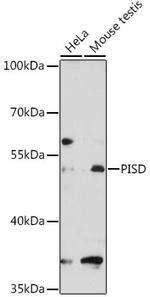 PISD Antibody in Western Blot (WB)