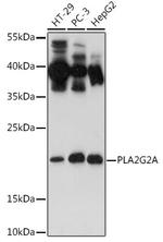 PLA2G2A Antibody in Western Blot (WB)