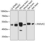 POFUT2 Antibody in Western Blot (WB)