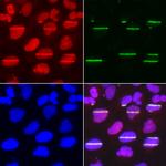 POLD1 Antibody in Immunocytochemistry (ICC/IF)