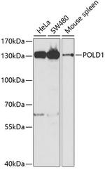 POLD1 Antibody in Western Blot (WB)