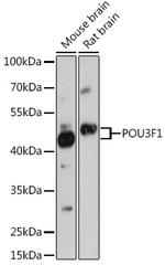 OCT6 Antibody in Western Blot (WB)