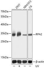 RPA2 Antibody in Western Blot (WB)