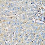 PROCR Antibody in Immunohistochemistry (Paraffin) (IHC (P))