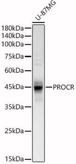 PROCR Antibody in Western Blot (WB)