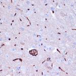 PROK2 Antibody in Immunohistochemistry (Paraffin) (IHC (P))