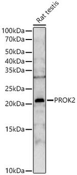 PROK2 Antibody in Western Blot (WB)