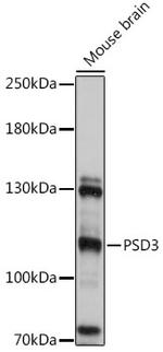 PSD3 Antibody in Western Blot (WB)