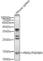 PEN2 Antibody in Western Blot (WB)