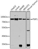 PSIP1 Antibody in Western Blot (WB)