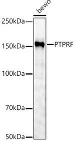 PTPRF Antibody in Western Blot (WB)