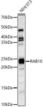 RAB10 Antibody in Western Blot (WB)