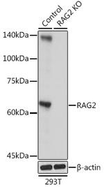 RAG2 Antibody in Western Blot (WB)