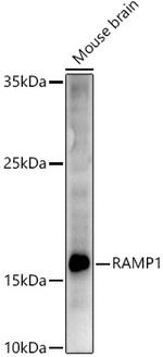 RAMP1 Antibody in Western Blot (WB)