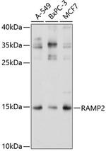 RAMP2 Antibody in Western Blot (WB)