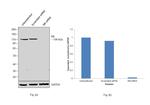 Rb Antibody in Western Blot (WB)