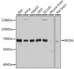 RIC8A Antibody in Western Blot (WB)